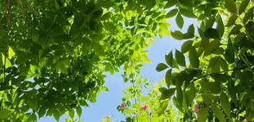 跨境電商獨(dú)立站建站平臺深度分析，免費(fèi)模式如何重塑行業(yè)競爭格局